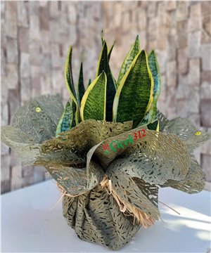 Sanseveria(Paşa Kılıcı)