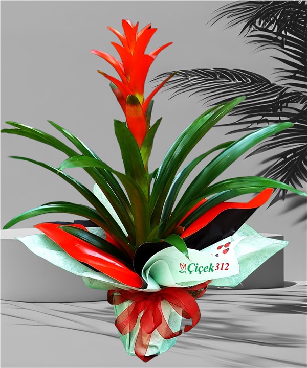 Guzmania (İthal)