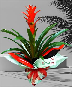 Guzmania (İthal)