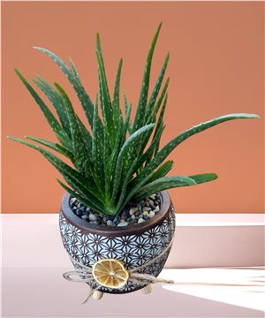 Çok Yavrulu AloeVera Bitkisi