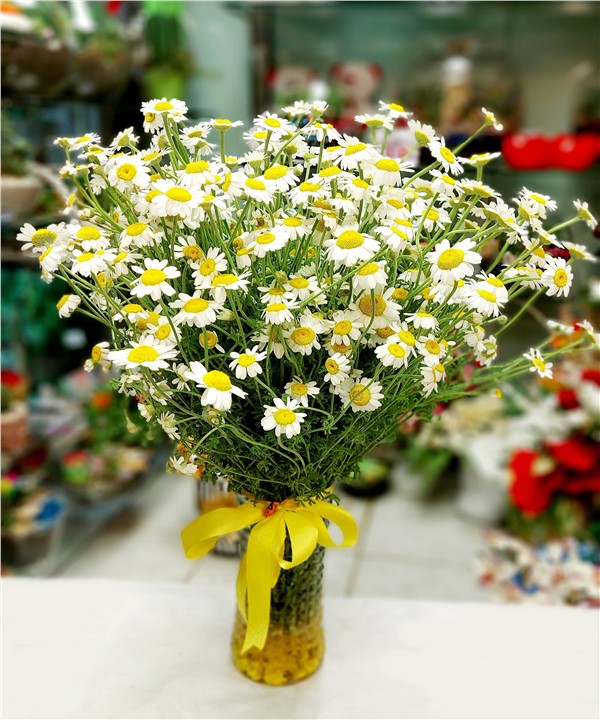 Vazo Dolusu Kır Papatyası