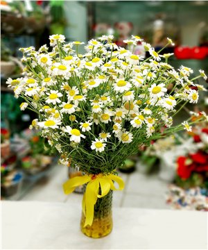 Vazo Dolusu Kır Papatyası