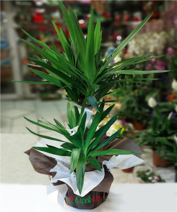 İkili Yucca