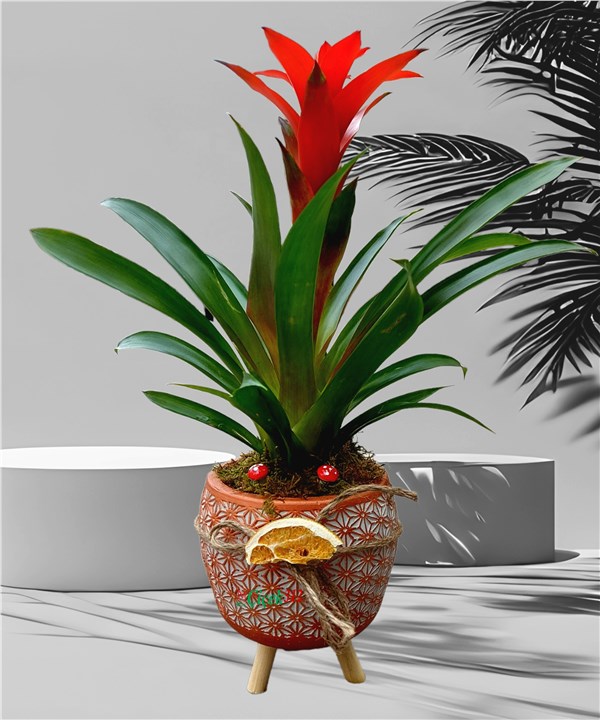 Guzmania