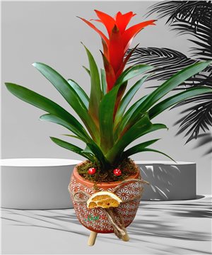 Guzmania