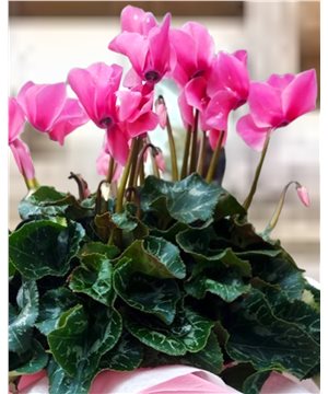 Sıklamen (Saksı Çiçeği)