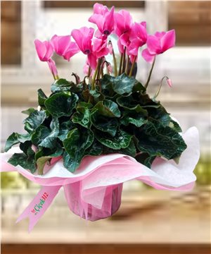 Sıklamen (Saksı Çiçeği)