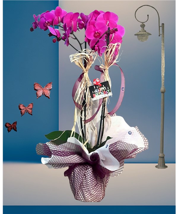 Çift Dallı Mor Orkide