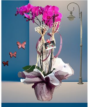 Çift Dallı Mor Orkide