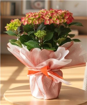 Hydrangea(Ortanca)Çiçeği